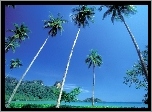 Palmy, Niebo