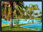 Park, Palmy, Woda