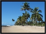 Plaża, Palmy, Brazylia