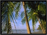 Palmy