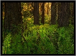 Stany Zjednoczone, Kalifornia, Park Narodowy Redwood, Las, Drzewa, Paprocie