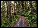 Stany Zjednoczone, Kalifornia, Park Narodowy Redwood, Las, Droga, Sekwoje, Paprocie