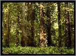 Stany Zjednoczone, Stan Kalifornia, Park Narodowy Redwood, Drzewa, Las, Paprocie