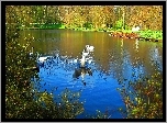 Park, Staw, Łabędzie, Jesień