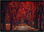 Park, Jesień, Czerwone, Drzewa, Aleja, Liście