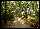 Park, Drzewa, Alejka, Ławka