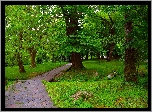 Park, Drzewa, Alejka, Latarnia