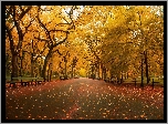 Stany Zjednoczone, Nowy Jork, Central Park, Drzewa, Alejka, Liście