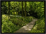 Park, Drzewa, Trawa, Alejka, Pomost