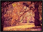 Park, Drzewa, Alejki, Jesień