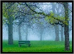 Park, Drzewa, Ławka, Mgła