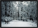 Park, Drzewa, Ławka, Zima