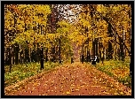 Park, Drzewa, Liście, Ławka, Jesień