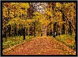 Park, Drzewa, Liście, Ławka, Jesień