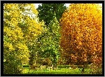 Park, Kolorowe, Drzewa, Ławki, Jesień
