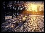 Park, Zima, Przebijające, Słońce, Ławki, Drzewa