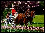 Park, Konie, Bryczka, Tulipany