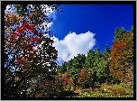 Park, Kolorowe, Drzewa, Chmury, Jesień