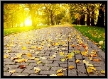 Park, Jesień, Drzewa, Liście, Chodnik, Droga