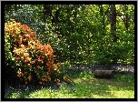 Park, Kwitnące, Krzewy, Kwiaty, Ścieżka, Rododendrony