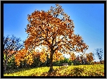 Park, Jesień, Drzewa, Dąb, Ławka