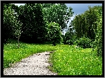 Droga, Park, Trawa