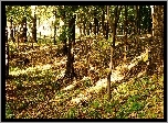 Park, Drzewa