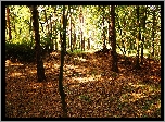 Park, Drzewa