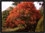 Park, Drzewa
