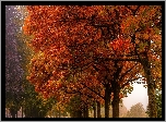 Park, Aleja, Drzewa, Jesień
