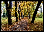 Park, Droga, Alejka, Drzewa, Jesień