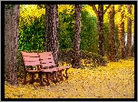 Ławka, Drzewa, Park, Jesień