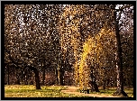 Drzewa, Park, Ławka