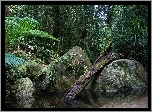 Park Narodowy, Daintree, Australia, Drzewa, Kamienie