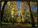 Park, Droga, Drzewa, Jesień