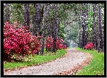 Park, Droga, Drzewa, Różaneczniki