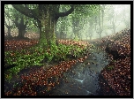 Hiszpania, Park Narodowy Gorbea, Las, Mgła, Potok, Drzewa