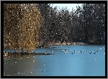 Park, Zamarznięte, Jezioro, Drzewa, Mewy