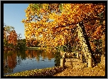 Park, Staw, Kaczka, Drzewa, Jesień