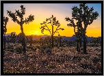 Stany Zjednoczone, Kalifornia, Park Narodowy Joshua Tree, Wschód słońca, Drzewa Jozuego, Wzgórza, Trawa