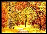 Park, Alejka, Kolorowe, Drzewa, Jesień