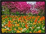 Park, Tulipany, Kwitnące, Drzewa, Wiosna