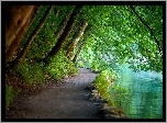 Park Narowodwy Plitwickie, Woda, Drzewa, Ścieżka