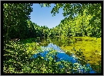 Park, Staw, Roślinność, Drzewa, Liście