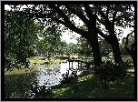 Park, Rzeka, Drzewa, Mostek