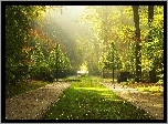 Park, Promienie, Słońca, Drzewa, Alejki