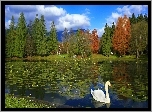 Park, Staw, Drzewa, Łabędź