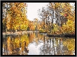 Park, Staw, Drzewa, Gęsi