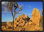 Stany Zjednoczone, Kalifornia, Park Narodowy Joshua Tree, Skały, Drzewo Jozuego, Jukka krótkolistna