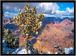 Park Narodowy Wielkiego Kanionu, Wielki Kanion Kolorado, Grand Canyon, Góry, Skała, Drzewo, Sosna, Stan Arizona, Stany Zjednoczone